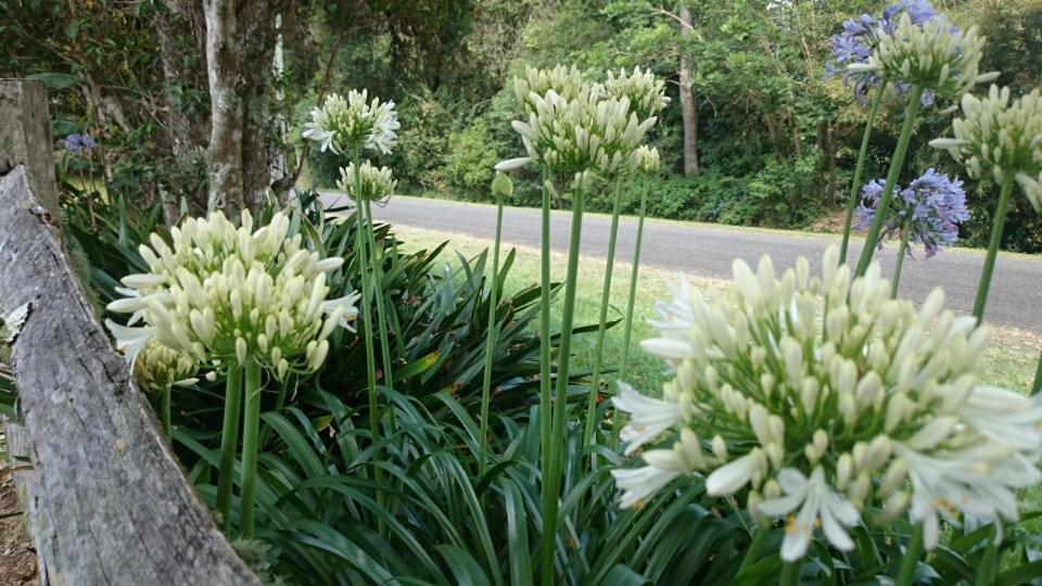 The Paddocks Villa Maleny Kültér fotó